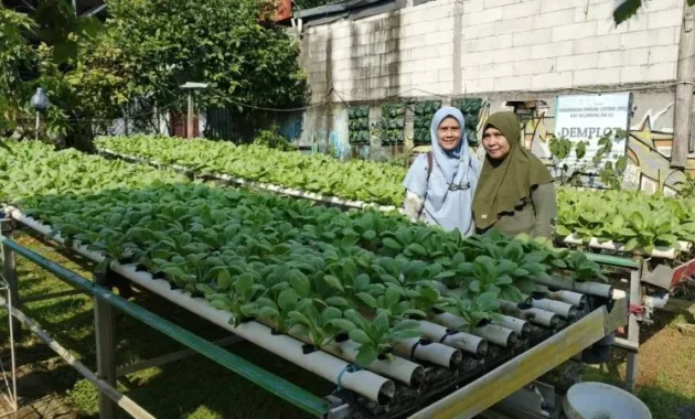 Legislator Tangerang Dorong Urban Farming untuk Perkuat Ketahanan Pangan Legislator Tangerang Dorong Urban Farming untuk Perkuat Ketahanan Pangan