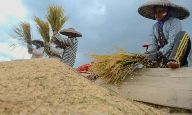 MBG Dorong Ekonomi dari Desa hingga Perbatasan: Produksi Petani Naik, Lapangan Kerja Terbuka