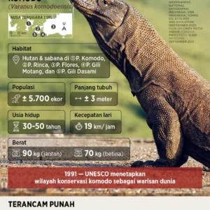 Mengapa Pemerintah Pinjamkan Sepasang Komodo ke Jepang? Fakta di Balik Program Breeding Loan