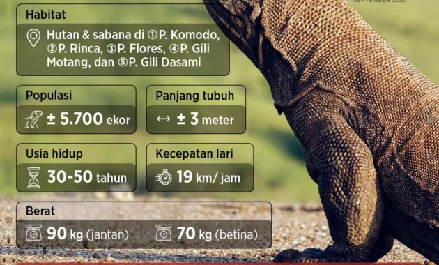 Mengapa Pemerintah Pinjamkan Sepasang Komodo ke Jepang? Fakta di Balik Program Breeding Loan