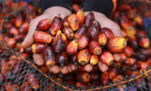 Mentan sebut geliat petani sawit naik seiring CPO untuk program B50