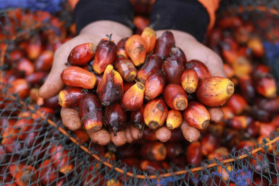 Mentan sebut geliat petani sawit naik seiring CPO untuk program B50