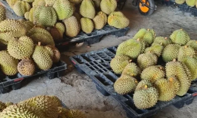 Mentrans Ajak Transmigran Optimalkan Peluang Ekspor Durian ke China