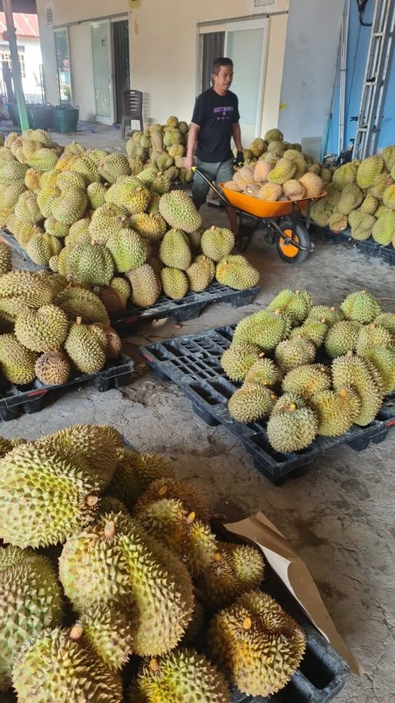 Mentrans Ajak Transmigran Optimalkan Peluang Ekspor Durian ke China