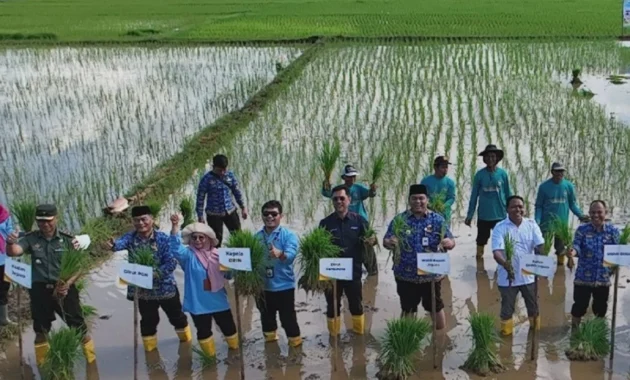 Padi Biosalin PGN-BRIN Capai Produksi 176 Ton di Lahan 22 Hektar