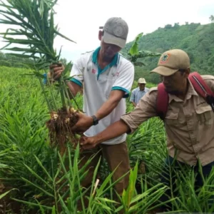 Panen 30 Ton Jahe di Desa Antibar, Mempawah Buka Peluang Usaha Menjanjikan