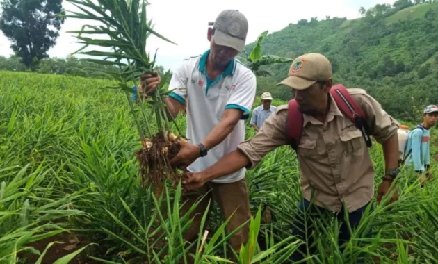 Panen 30 Ton Jahe di Desa Antibar, Mempawah Buka Peluang Usaha Menjanjikan