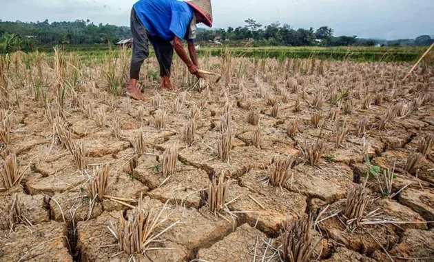 Pasaman Barat Mulai Inventarisasi Wilayah Pertanian Potensial Kekeringan