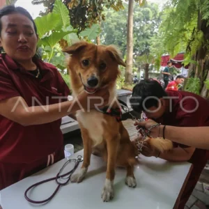 Pemeriksaan Kesehatan Hewan dan Vaksin Rabies Gratis di Kabupaten Bogor