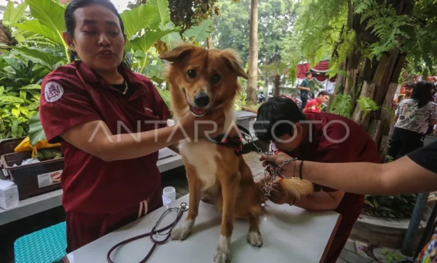 Pemeriksaan Kesehatan Hewan dan Vaksin Rabies Gratis di Kabupaten Bogor