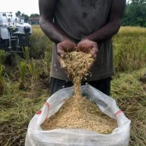 Pemerintah Tetapkan HPP Gabah Petani Bertahan Rp6.500 per Kilogram