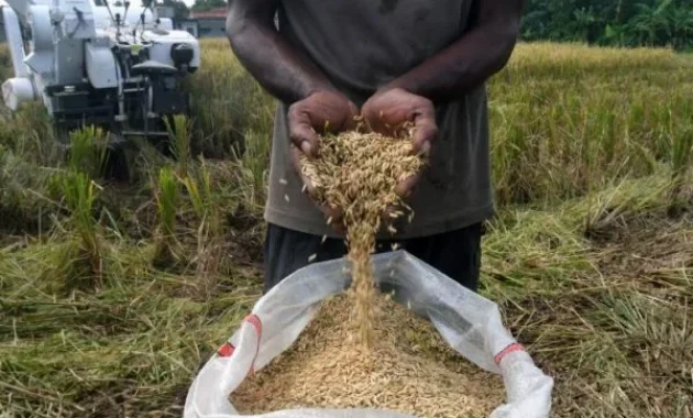 Pemerintah Tetapkan HPP Gabah Petani Bertahan Rp6.500 per Kilogram
