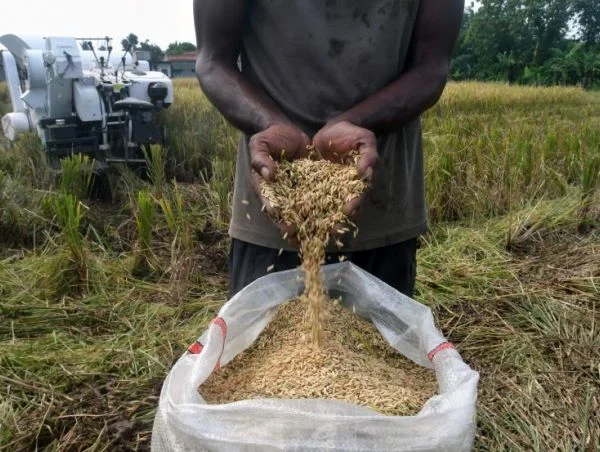 Pemerintah Tetapkan HPP Gabah Petani Bertahan Rp6.500 per Kilogram