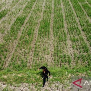 Pemkab Bekasi Antisipasi Kemarau, Upaya Jaga Produktivitas Pertanian