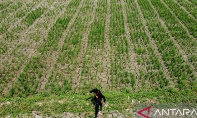 Pemkab Bekasi Antisipasi Kemarau, Upaya Jaga Produktivitas Pertanian