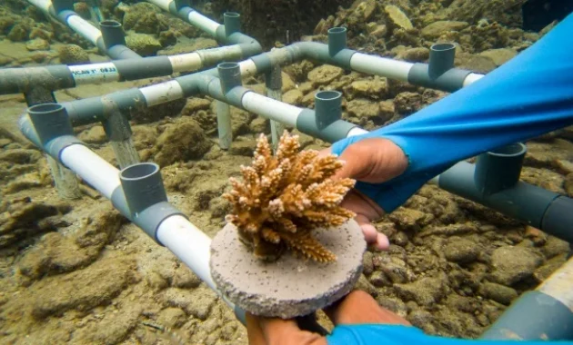 Pertamina Tanam Ribuan Mangrove dan Terumbu Karang di Pulau Pramuka dalam Peringatan Hari Bumi