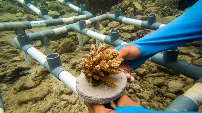 Pertamina Tanam Ribuan Mangrove dan Terumbu Karang di Pulau Pramuka dalam Peringatan Hari Bumi