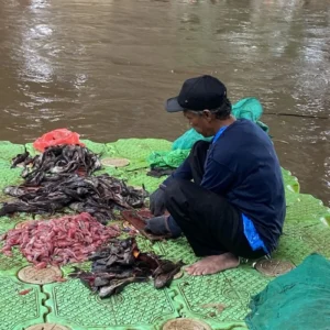 Petugas PPSU Temukan Enam Karung Ikan Sapu‑Sapu di Sekitar Mal Bundaran HI, Penanganan Massal Dipercepat