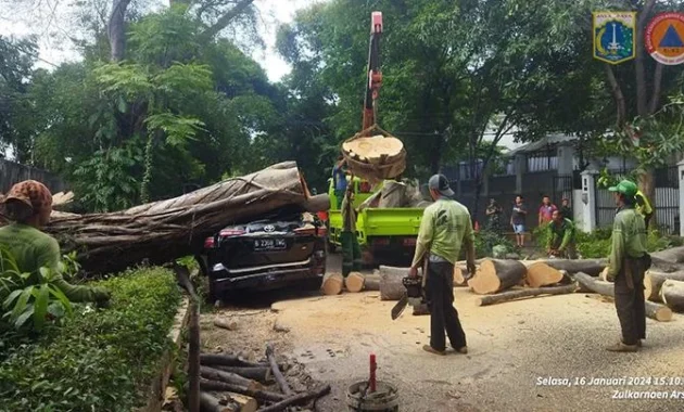 Pohon Besar Tumbang di Jalan Badak Singa, Bandung, Hantam Dua Mobil Toyota, Kerugian Miliaran Rupiah