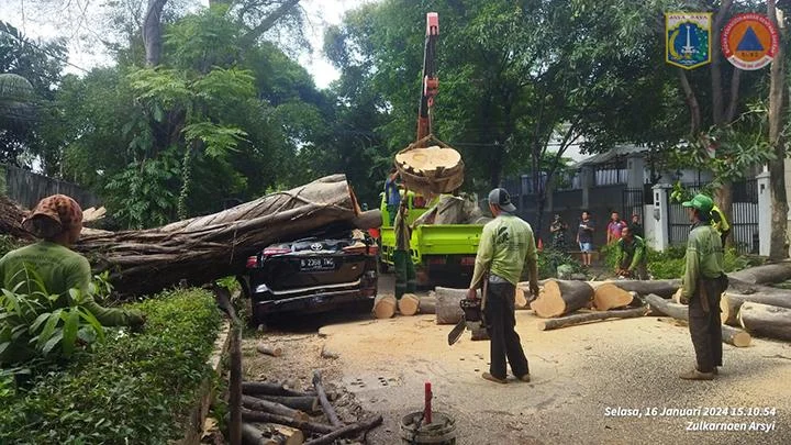 Pohon Besar Tumbang di Jalan Badak Singa, Bandung, Hantam Dua Mobil Toyota, Kerugian Miliaran Rupiah