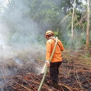 Polres Pelalawan Tangkap Pelaku Karhutla di Teluk Meranti, Lahan Seluas 500 Hektar Hangus