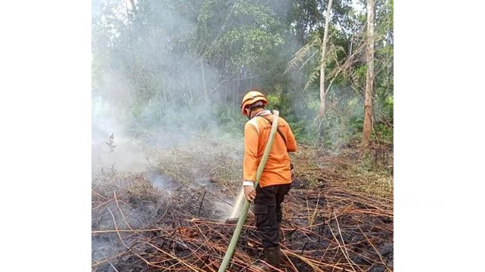 Polres Pelalawan Tangkap Pelaku Karhutla di Teluk Meranti, Lahan Seluas 500 Hektar Hangus