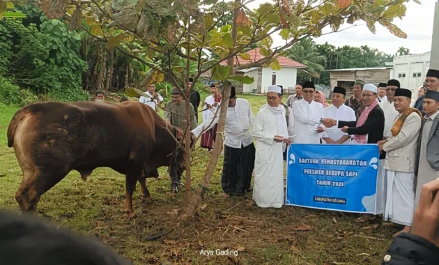 Prabowo Pilih ‘Si Kentung’: Sapi 922 Kg Disalurkan untuk Idul Adha di Sulawesi Tengah
