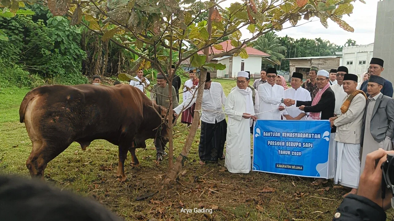 Prabowo Pilih ‘Si Kentung’: Sapi 922 Kg Disalurkan untuk Idul Adha di Sulawesi Tengah