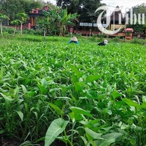 Program MBG Buat Petani Boyolali Semringah, Harga Sayur Kini Lebih Stabil