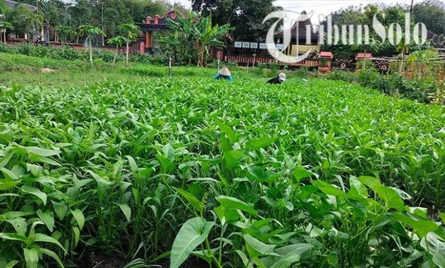 Program MBG Buat Petani Boyolali Semringah, Harga Sayur Kini Lebih Stabil