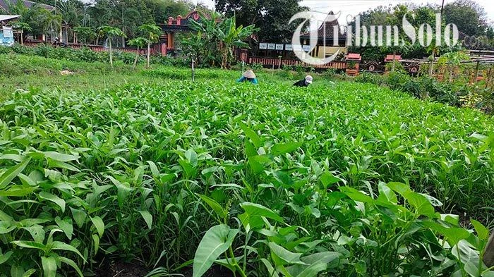 Program MBG Buat Petani Boyolali Semringah, Harga Sayur Kini Lebih Stabil
