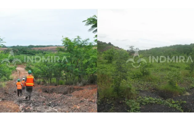 Rehabilitasi Lahan Pascatambang di Kalimantan Selatan: Kolaborasi Hasnur Group dengan Mitra