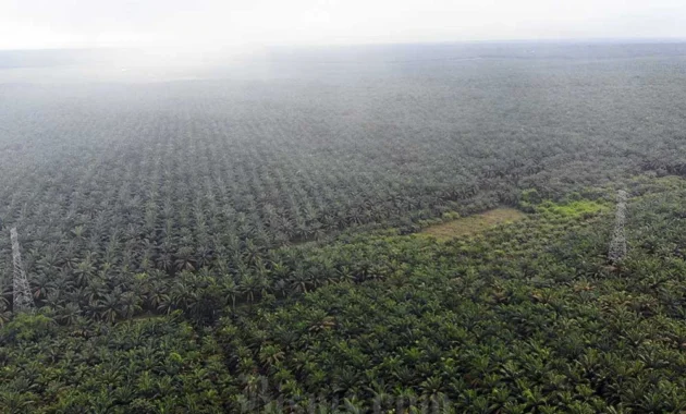 Rencana Pemda Tarik Pajak Air Permukaan Sawit Patut Ditinjau Ulang