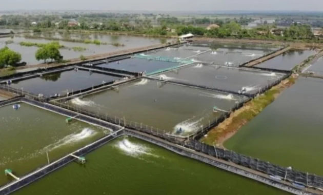 Setahun Bertransformasi, Agrinas Jaladri Tancap Gas Bangun Ekosistem Perikanan Terpadu