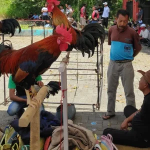 Solok: Lomba Ayam Kukuak Balenggek Upaya Lestarikan Budaya Lokal