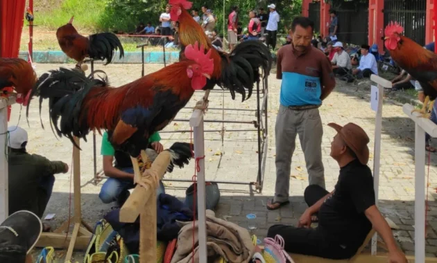 Solok: Lomba Ayam Kukuak Balenggek Upaya Lestarikan Budaya Lokal