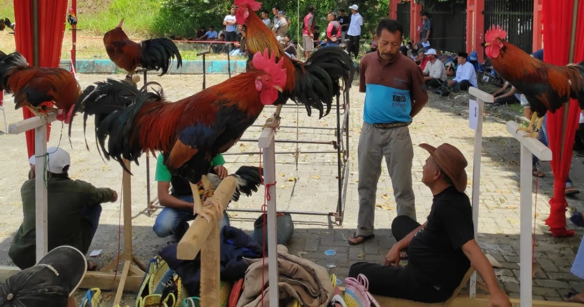 Solok: Lomba Ayam Kukuak Balenggek Upaya Lestarikan Budaya Lokal