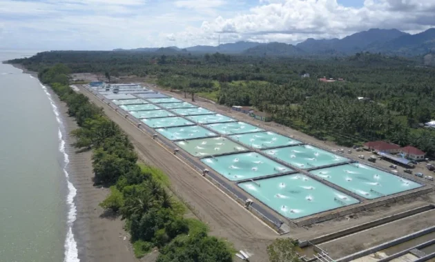 Tambak Udang Waingapu Terpimpin Anggaran Rp7,2 Triliun: Proyek Tercanggih dan Ramah Lingkungan di NTT, Update Progres