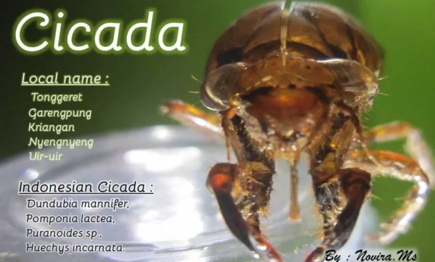 Varian Cicada: Gejala Misterius yang Harus Diwaspadai Sebelum Masuk Indonesia