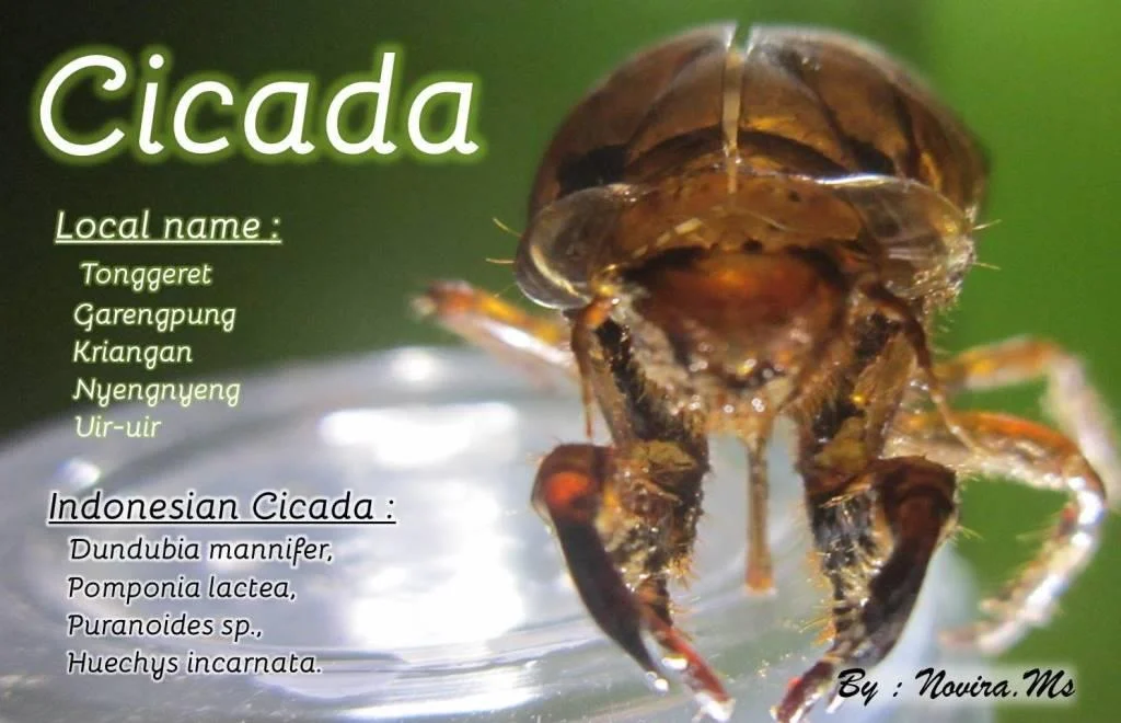 Varian Cicada: Gejala Misterius yang Harus Diwaspadai Sebelum Masuk Indonesia