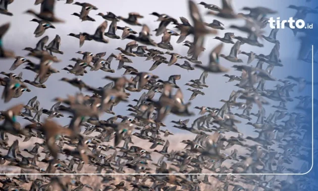 Video Serbuan Kawanan Burung di Texas Ternyata Lebah di Israel: Fakta di Balik Kepanikan Viral
