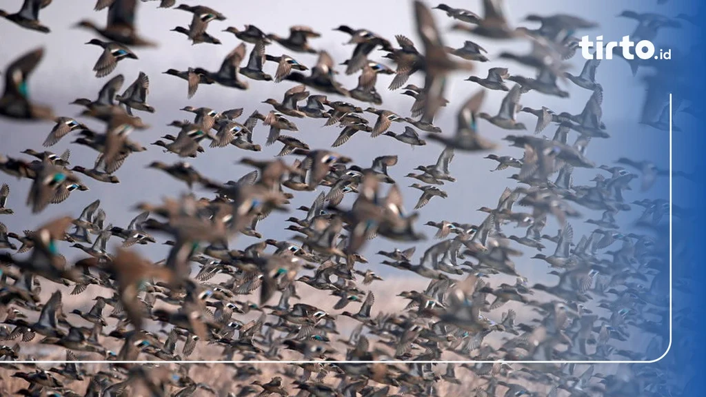 Video Serbuan Kawanan Burung di Texas Ternyata Lebah di Israel: Fakta di Balik Kepanikan Viral