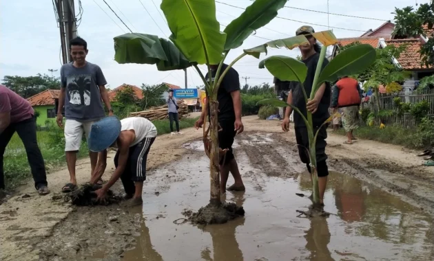 Warga Indramayu Tanam Pohon Pisang, Protes Jalan Rusak yang Tak Teratasi