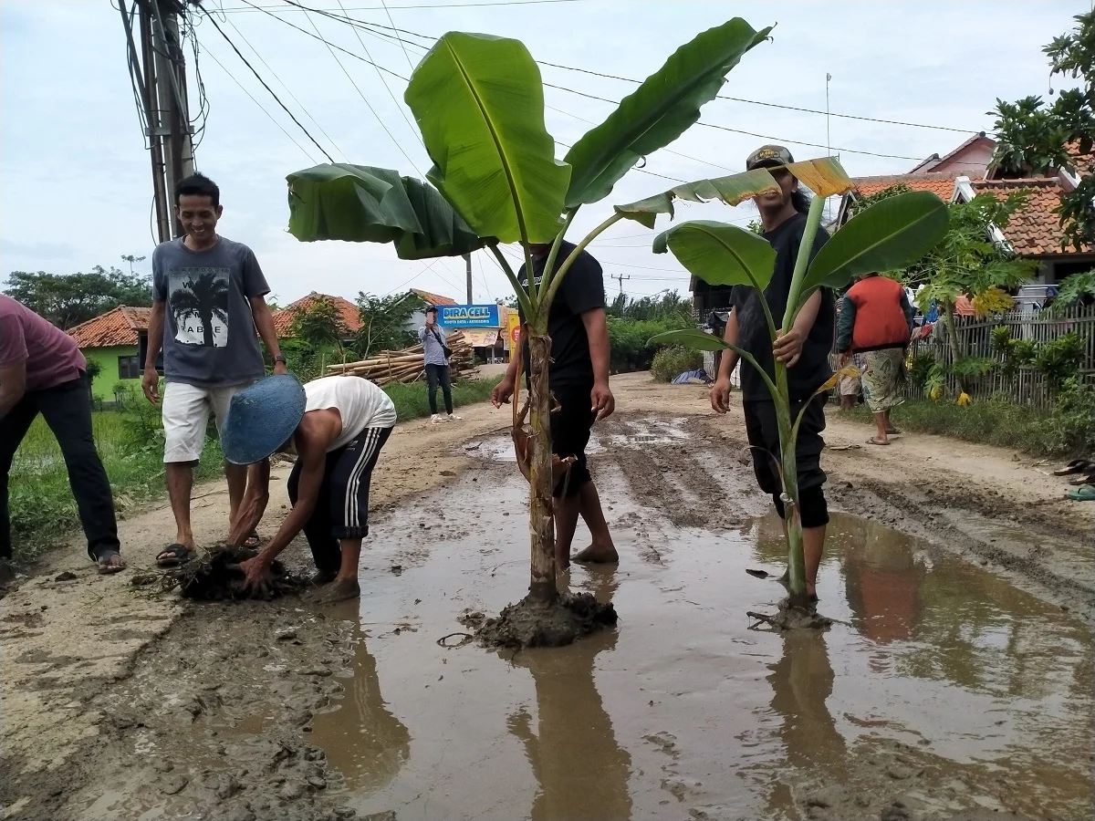 Warga Indramayu Tanam Pohon Pisang, Protes Jalan Rusak yang Tak Teratasi