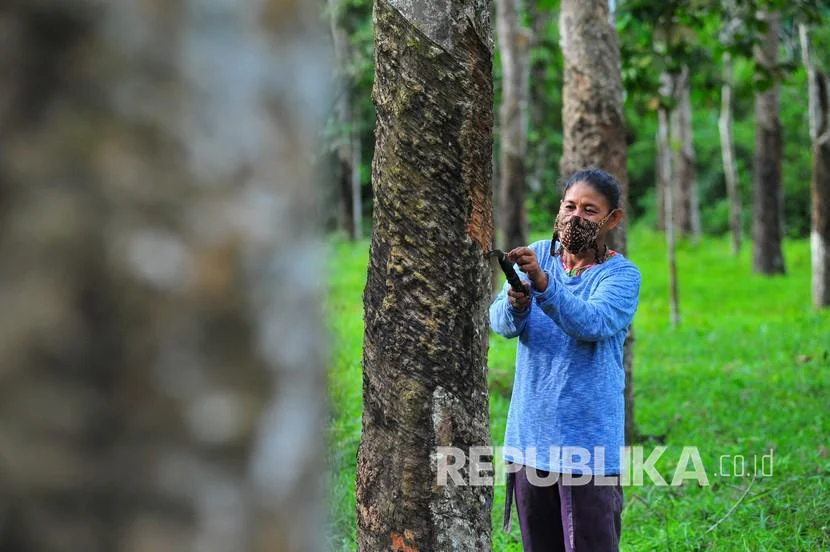 Akui Curi Getah Karet Senilai Rp 1,76 Juta, Kakek Mujiran Minta Dimaafkan dan Dibebaskan