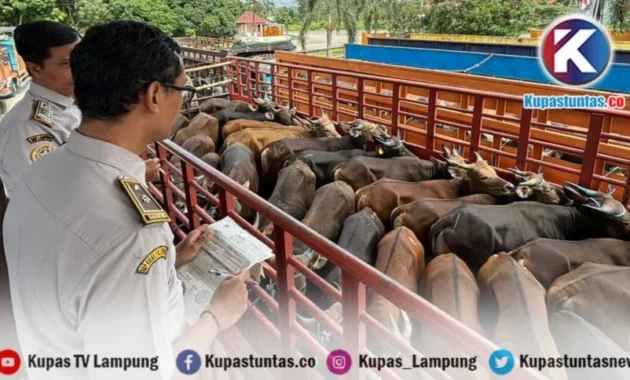 Barantin Benteng Karantina 24 Jam: Satgas Siap Amankan Ratusan Sapi Kurban Jelang Idul Adha 2026 Barantin Benteng Karantina 24 Jam: Satgas Siap Amankan Ratusan Sapi Kurban Jelang Idul Adha 2026