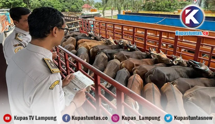 Barantin Benteng Karantina 24 Jam: Satgas Siap Amankan Ratusan Sapi Kurban Jelang Idul Adha 2026