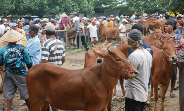 Barantin Catat Lalu Lintas Sapi Naik 70 Persen Menjelang Idul Adha 2026