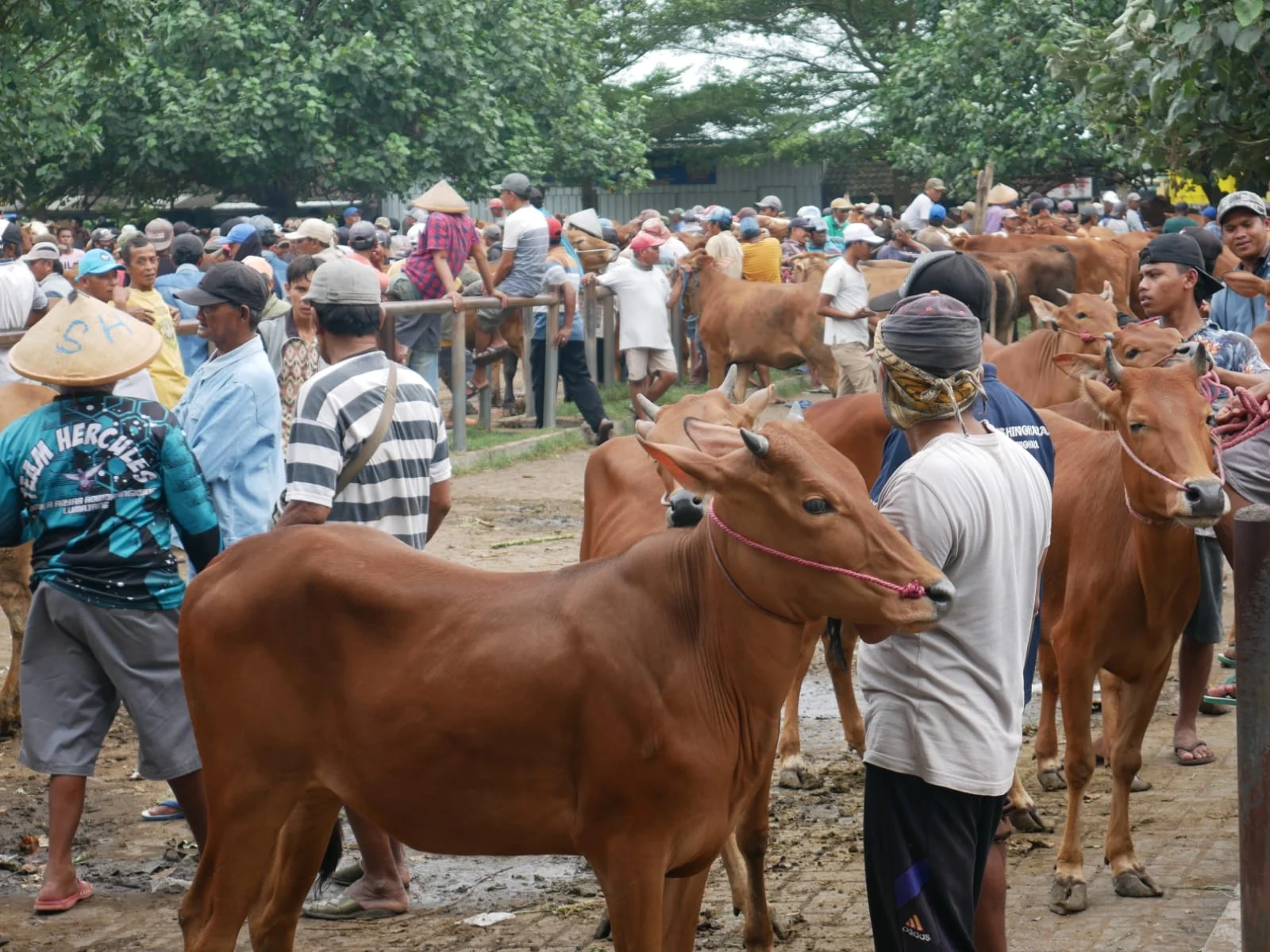 Barantin Catat Lalu Lintas Sapi Naik 70 Persen Menjelang Idul Adha 2026