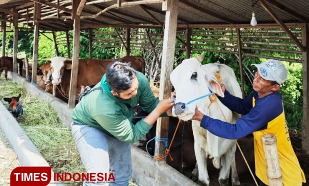 Baznas Gandeng Peternak Mustahik Lamongan untuk Pasokan Hewan Kurban Idul Adha